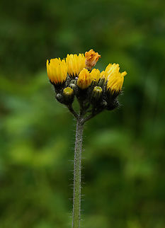 Meadow Hawkweed - Pilosella caespitosa Habitat: Pondside Geotagged,Meadow Hawkweed,Pilosella,Pilosella caespitosa,Spring,United States,hawkweed