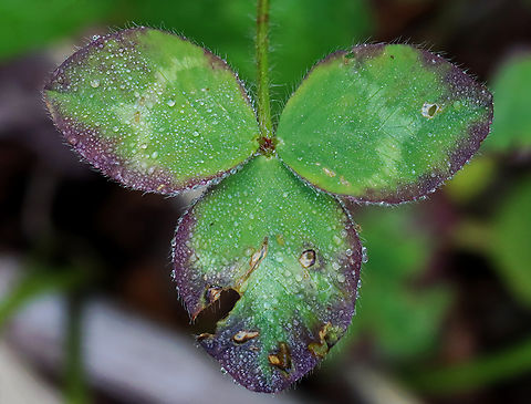Red Clover - Trifolium pratense Red clover is important for nitrogen fixation, which increases soil fertility.

Habitat: Meadow
https://www.jungledragon.com/image/128982/red_clover_-_trifolium_pratense.html
https://www.jungledragon.com/image/128981/red_clover_-_trifolium_pratense.html
https://www.jungledragon.com/image/128980/red_clover_-_trifolium_pratense.html Geotagged,Red clover,Spring,Trifolium pratense,United States