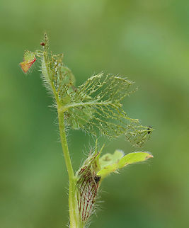 Red Clover - Trifolium pratense The leaves of this plant had been eaten/skeletonized.

Red clover is important for nitrogen fixation, which increases soil fertility.

Habitat: Meadow
https://www.jungledragon.com/image/128982/red_clover_-_trifolium_pratense.html
https://www.jungledragon.com/image/128981/red_clover_-_trifolium_pratense.html
https://www.jungledragon.com/image/128980/red_clover_-_trifolium_pratense.html Geotagged,Red clover,Spring,Trifolium pratense,United States