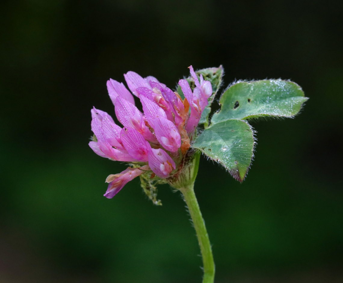 Red Clover - Trifolium pratense Red clover is important for nitrogen fixation, which increases soil fertility.<br />
<br />
Habitat: Meadow<br />
<figure class="photo"><a href="https://www.jungledragon.com/image/128982/red_clover_-_trifolium_pratense.html" title="Red Clover - Trifolium pratense"><img src="https://s3.amazonaws.com/media.jungledragon.com/images/3232/128982_thumb.jpg?AWSAccessKeyId=05GMT0V3GWVNE7GGM1R2&Expires=1767225610&Signature=FFn8yaM4Pr8GMMf54gplnR%2BYGEk%3D" width="200" height="166" alt="Red Clover - Trifolium pratense Red clover is important for nitrogen fixation, which increases soil fertility.<br />
<br />
Habitat: Meadow<br />
https://www.jungledragon.com/image/128982/red_clover_-_trifolium_pratense.html<br />
https://www.jungledragon.com/image/128981/red_clover_-_trifolium_pratense.html<br />
https://www.jungledragon.com/image/128980/red_clover_-_trifolium_pratense.html Geotagged,Red clover,Spring,Trifolium,Trifolium pratense,United States,clover" /></a></figure><br />
<figure class="photo"><a href="https://www.jungledragon.com/image/128981/red_clover_-_trifolium_pratense.html" title="Red Clover - Trifolium pratense"><img src="https://s3.amazonaws.com/media.jungledragon.com/images/3232/128981_thumb.jpg?AWSAccessKeyId=05GMT0V3GWVNE7GGM1R2&Expires=1767225610&Signature=4t0DnvGfu5NQTgZea2mEmWB0BwU%3D" width="126" height="152" alt="Red Clover - Trifolium pratense The leaves of this plant had been eaten/skeletonized.<br />
<br />
Red clover is important for nitrogen fixation, which increases soil fertility.<br />
<br />
Habitat: Meadow<br />
https://www.jungledragon.com/image/128982/red_clover_-_trifolium_pratense.html<br />
https://www.jungledragon.com/image/128981/red_clover_-_trifolium_pratense.html<br />
https://www.jungledragon.com/image/128980/red_clover_-_trifolium_pratense.html Geotagged,Red clover,Spring,Trifolium pratense,United States" /></a></figure><br />
<figure class="photo"><a href="https://www.jungledragon.com/image/128980/red_clover_-_trifolium_pratense.html" title="Red Clover - Trifolium pratense"><img src="https://s3.amazonaws.com/media.jungledragon.com/images/3232/128980_thumb.jpg?AWSAccessKeyId=05GMT0V3GWVNE7GGM1R2&Expires=1767225610&Signature=N2V1EL50tgd%2FtuUXdf7o7%2FduIEc%3D" width="200" height="152" alt="Red Clover - Trifolium pratense Red clover is important for nitrogen fixation, which increases soil fertility.<br />
<br />
Habitat: Meadow<br />
https://www.jungledragon.com/image/128982/red_clover_-_trifolium_pratense.html<br />
https://www.jungledragon.com/image/128981/red_clover_-_trifolium_pratense.html<br />
https://www.jungledragon.com/image/128980/red_clover_-_trifolium_pratense.html Geotagged,Red clover,Spring,Trifolium pratense,United States" /></a></figure> Geotagged,Red clover,Spring,Trifolium,Trifolium pratense,United States,clover