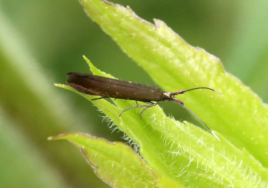 Large Clover Casebearer - Coleophora trifolii *Species ID is tentative<br />
<br />
Habitat: Meadow Coleophora,Coleophora trifolii,Geotagged,Spring,Trefoil thick-horned tinea,United States,casebearer,large clover case-bearer,moth