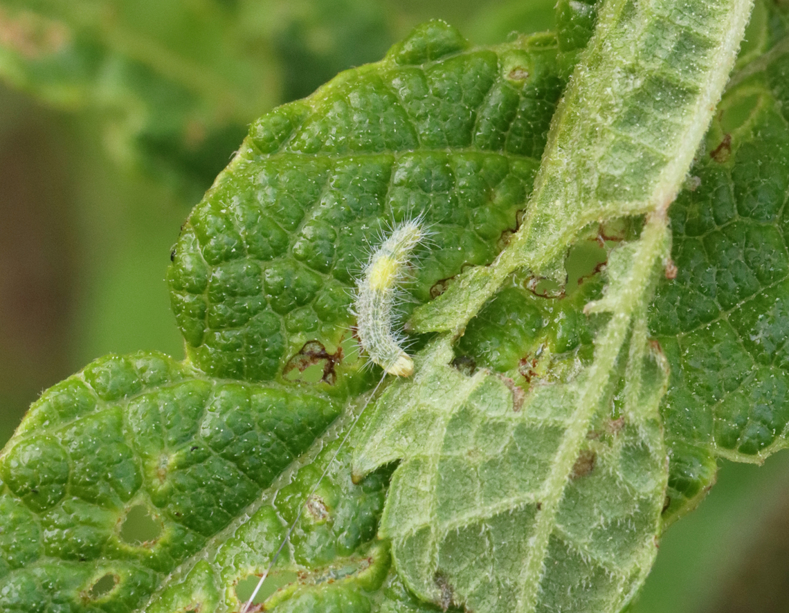 Plume Moth Caterpillar (Pterophoridae) on Joe Pye Weed (Eutrochium sp.) Habitat: Feasting on Joe Pye weed (Eutrochium sp.) in a garden Eutrochium,Geotagged,Spring,United States,caterpillar,joe pye weed,larva,plume moth,plume moth caterpillar,pterophoridae