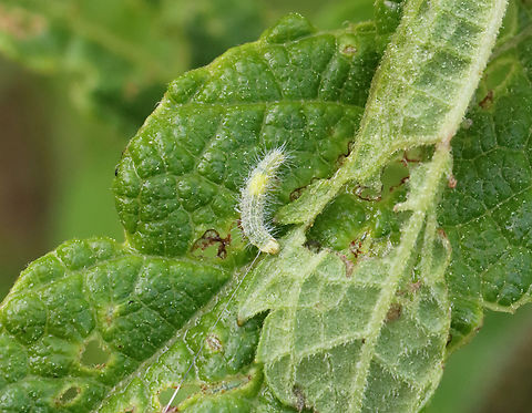 Plume Moth Caterpillar (Pterophoridae) on Joe Pye Weed (Eutrochium sp.) Habitat: Feasting on Joe Pye weed (Eutrochium sp.) in a garden Eutrochium,Geotagged,Spring,United States,caterpillar,joe pye weed,larva,plume moth,plume moth caterpillar,pterophoridae