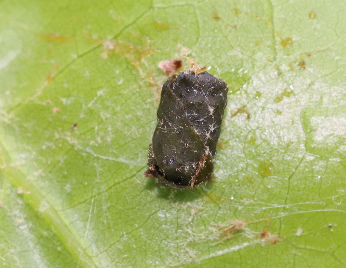 Oak Leafrolling Weevil - Synolabus bipustulatus *Tentative ID* <br />
<br />
Habitat: It was attached to the underside of an oak leaf (Quercus sp.) with some silk; Meadow/forest edge Geotagged,Oak Leafrolling Weevil,Spring,Synolabus,Synolabus bipustulatus,United States,leafroll,leafroller,weevil