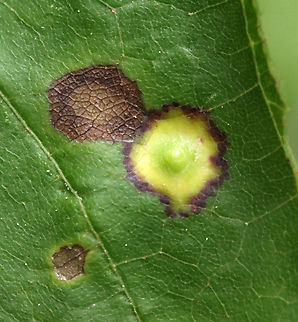 Ocellate gall midge (Acericecis ocellaris) Host: Acer rubrum
https://www.jungledragon.com/image/128987/ocellate_gall_midge_acericecis_ocellaris_-_leaf_underside.html Acericecis,Acericecis ocellaris,Geotagged,Ocellate Gall Midge,Spring,United States,acer,gall,gall midge