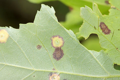 Ocellate gall midge (Acericecis ocellaris) - Leaf Underside Host: Acer rubrum
https://www.jungledragon.com/image/128986/ocellate_gall_midge_acericecis_ocellaris.html Acericecis ocellaris,Geotagged,Ocellate Gall Midge,Spring,United States