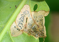 Oak Shothole Leafminer - Japanagromyza viridula Host: Oak (Quercus sp.)<br />
https://www.jungledragon.com/image/128989/unknown_leafminer_on_oak_quercus_sp.html<br />
https://www.jungledragon.com/image/128988/unknown_leafminer_on_oak_quercus_sp.html<br />
https://www.jungledragon.com/image/128990/unknown_leafminer_on_oak_quercus_sp.html<br />
https://www.jungledragon.com/image/128991/unknown_leafminer_on_oak_quercus_sp.html Geotagged,Japanagromyza viridula,Oak Shothole Leafminer,Quercus,Spring,United States,leaf mine,leafminer,oak