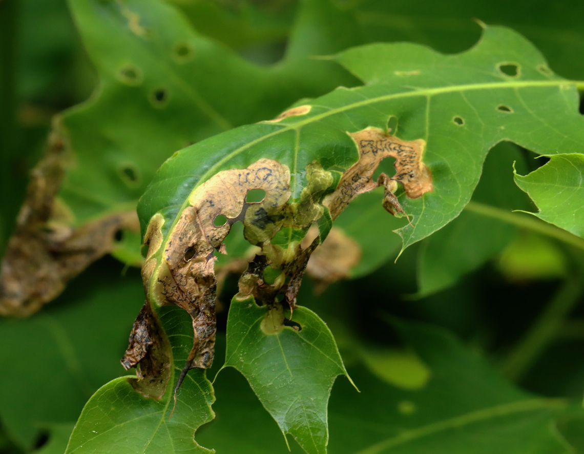 Oak Shothole Leafminer - Japanagromyza viridula Host: Oak (Quercus sp.)<br />
<figure class="photo"><a href="https://www.jungledragon.com/image/128989/oak_shothole_leafminer_-_japanagromyza_viridula.html" title="Oak Shothole Leafminer - Japanagromyza viridula"><img src="https://s3.amazonaws.com/media.jungledragon.com/images/3232/128989_thumb.jpg?AWSAccessKeyId=05GMT0V3GWVNE7GGM1R2&Expires=1759968010&Signature=GpDHVO6Mg1tjDdmripldYzNB8dA%3D" width="200" height="156" alt="Oak Shothole Leafminer - Japanagromyza viridula Host: Oak (Quercus sp.)<br />
https://www.jungledragon.com/image/128989/unknown_leafminer_on_oak_quercus_sp.html<br />
https://www.jungledragon.com/image/128988/unknown_leafminer_on_oak_quercus_sp.html<br />
https://www.jungledragon.com/image/128990/unknown_leafminer_on_oak_quercus_sp.html<br />
https://www.jungledragon.com/image/128991/unknown_leafminer_on_oak_quercus_sp.html Geotagged,Japanagromyza viridula,Spring,United States" /></a></figure><br />
<figure class="photo"><a href="https://www.jungledragon.com/image/128988/oak_shothole_leafminer_-_japanagromyza_viridula.html" title="Oak Shothole Leafminer - Japanagromyza viridula"><img src="https://s3.amazonaws.com/media.jungledragon.com/images/3232/128988_thumb.jpg?AWSAccessKeyId=05GMT0V3GWVNE7GGM1R2&Expires=1759968010&Signature=jptsNDiBIioy8Tqlc9jQddagV5I%3D" width="200" height="144" alt="Oak Shothole Leafminer - Japanagromyza viridula Host: Oak (Quercus sp.)<br />
https://www.jungledragon.com/image/128989/unknown_leafminer_on_oak_quercus_sp.html<br />
https://www.jungledragon.com/image/128988/unknown_leafminer_on_oak_quercus_sp.html<br />
https://www.jungledragon.com/image/128990/unknown_leafminer_on_oak_quercus_sp.html<br />
https://www.jungledragon.com/image/128991/unknown_leafminer_on_oak_quercus_sp.html Geotagged,Japanagromyza viridula,Oak Shothole Leafminer,Quercus,Spring,United States,leaf mine,leafminer,oak" /></a></figure><br />
<figure class="photo"><a href="https://www.jungledragon.com/image/128990/oak_shothole_leafminer_-_japanagromyza_viridula.html" title="Oak Shothole Leafminer - Japanagromyza viridula"><img src="https://s3.amazonaws.com/media.jungledragon.com/images/3232/128990_thumb.jpg?AWSAccessKeyId=05GMT0V3GWVNE7GGM1R2&Expires=1759968010&Signature=YAsp3RpCcRL1vlhvjglW6j0YFt0%3D" width="124" height="152" alt="Oak Shothole Leafminer - Japanagromyza viridula Host: Oak (Quercus sp.)<br />
https://www.jungledragon.com/image/128989/unknown_leafminer_on_oak_quercus_sp.html<br />
https://www.jungledragon.com/image/128988/unknown_leafminer_on_oak_quercus_sp.html<br />
https://www.jungledragon.com/image/128990/unknown_leafminer_on_oak_quercus_sp.html<br />
https://www.jungledragon.com/image/128991/unknown_leafminer_on_oak_quercus_sp.html Geotagged,Japanagromyza viridula,Oak Shothole Leafminer,Spring,United States" /></a></figure><br />
<figure class="photo"><a href="https://www.jungledragon.com/image/128991/oak_shothole_leafminer_-_japanagromyza_viridula.html" title="Oak Shothole Leafminer - Japanagromyza viridula"><img src="https://s3.amazonaws.com/media.jungledragon.com/images/3232/128991_thumb.jpg?AWSAccessKeyId=05GMT0V3GWVNE7GGM1R2&Expires=1759968010&Signature=bYMoJfwaGijFyL%2FAJ2bbv9vWUVI%3D" width="200" height="162" alt="Oak Shothole Leafminer - Japanagromyza viridula Host: Oak (Quercus sp.)<br />
https://www.jungledragon.com/image/128989/unknown_leafminer_on_oak_quercus_sp.html<br />
https://www.jungledragon.com/image/128988/unknown_leafminer_on_oak_quercus_sp.html<br />
https://www.jungledragon.com/image/128990/unknown_leafminer_on_oak_quercus_sp.html<br />
https://www.jungledragon.com/image/128991/unknown_leafminer_on_oak_quercus_sp.html Geotagged,Japanagromyza viridula,Oak Shothole Leafminer,Spring,United States" /></a></figure> Geotagged,Japanagromyza viridula,Spring,United States