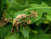 Oak Shothole Leafminer - Japanagromyza viridula Host: Oak (Quercus sp.)<br />
https://www.jungledragon.com/image/128989/unknown_leafminer_on_oak_quercus_sp.html<br />
https://www.jungledragon.com/image/128988/unknown_leafminer_on_oak_quercus_sp.html<br />
https://www.jungledragon.com/image/128990/unknown_leafminer_on_oak_quercus_sp.html<br />
https://www.jungledragon.com/image/128991/unknown_leafminer_on_oak_quercus_sp.html Geotagged,Japanagromyza viridula,Spring,United States