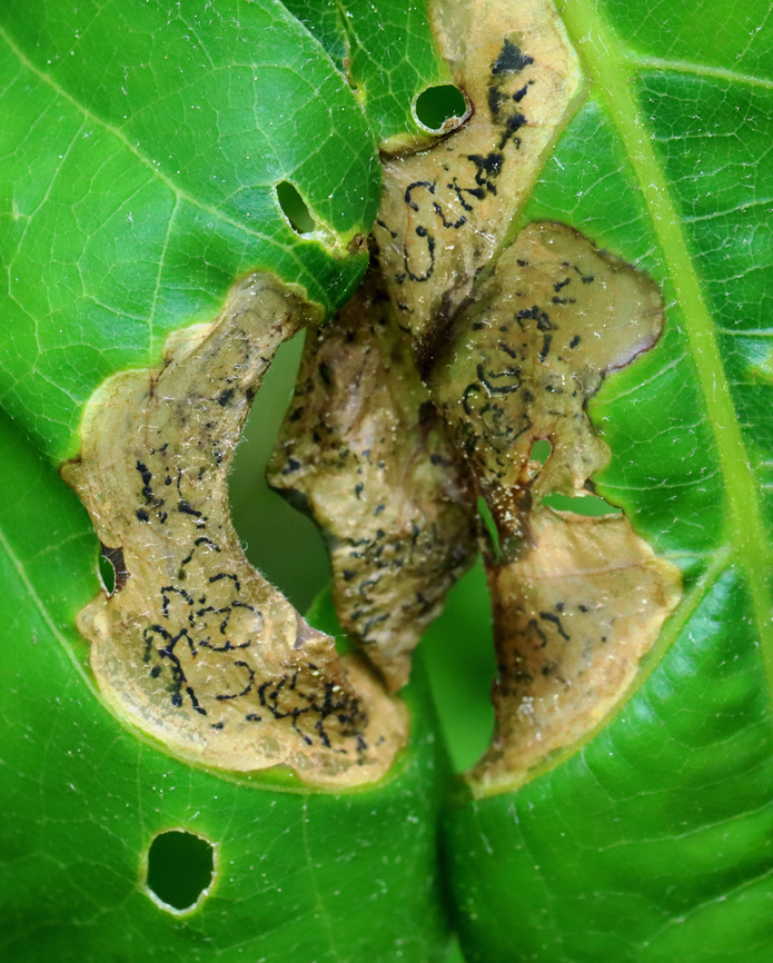 Oak Shothole Leafminer - Japanagromyza viridula Host: Oak (Quercus sp.)<br />
<figure class="photo"><a href="https://www.jungledragon.com/image/128989/oak_shothole_leafminer_-_japanagromyza_viridula.html" title="Oak Shothole Leafminer - Japanagromyza viridula"><img src="https://s3.amazonaws.com/media.jungledragon.com/images/3232/128989_thumb.jpg?AWSAccessKeyId=05GMT0V3GWVNE7GGM1R2&Expires=1759968010&Signature=GpDHVO6Mg1tjDdmripldYzNB8dA%3D" width="200" height="156" alt="Oak Shothole Leafminer - Japanagromyza viridula Host: Oak (Quercus sp.)<br />
https://www.jungledragon.com/image/128989/unknown_leafminer_on_oak_quercus_sp.html<br />
https://www.jungledragon.com/image/128988/unknown_leafminer_on_oak_quercus_sp.html<br />
https://www.jungledragon.com/image/128990/unknown_leafminer_on_oak_quercus_sp.html<br />
https://www.jungledragon.com/image/128991/unknown_leafminer_on_oak_quercus_sp.html Geotagged,Japanagromyza viridula,Spring,United States" /></a></figure><br />
<figure class="photo"><a href="https://www.jungledragon.com/image/128988/oak_shothole_leafminer_-_japanagromyza_viridula.html" title="Oak Shothole Leafminer - Japanagromyza viridula"><img src="https://s3.amazonaws.com/media.jungledragon.com/images/3232/128988_thumb.jpg?AWSAccessKeyId=05GMT0V3GWVNE7GGM1R2&Expires=1759968010&Signature=jptsNDiBIioy8Tqlc9jQddagV5I%3D" width="200" height="144" alt="Oak Shothole Leafminer - Japanagromyza viridula Host: Oak (Quercus sp.)<br />
https://www.jungledragon.com/image/128989/unknown_leafminer_on_oak_quercus_sp.html<br />
https://www.jungledragon.com/image/128988/unknown_leafminer_on_oak_quercus_sp.html<br />
https://www.jungledragon.com/image/128990/unknown_leafminer_on_oak_quercus_sp.html<br />
https://www.jungledragon.com/image/128991/unknown_leafminer_on_oak_quercus_sp.html Geotagged,Japanagromyza viridula,Oak Shothole Leafminer,Quercus,Spring,United States,leaf mine,leafminer,oak" /></a></figure><br />
<figure class="photo"><a href="https://www.jungledragon.com/image/128990/oak_shothole_leafminer_-_japanagromyza_viridula.html" title="Oak Shothole Leafminer - Japanagromyza viridula"><img src="https://s3.amazonaws.com/media.jungledragon.com/images/3232/128990_thumb.jpg?AWSAccessKeyId=05GMT0V3GWVNE7GGM1R2&Expires=1759968010&Signature=YAsp3RpCcRL1vlhvjglW6j0YFt0%3D" width="124" height="152" alt="Oak Shothole Leafminer - Japanagromyza viridula Host: Oak (Quercus sp.)<br />
https://www.jungledragon.com/image/128989/unknown_leafminer_on_oak_quercus_sp.html<br />
https://www.jungledragon.com/image/128988/unknown_leafminer_on_oak_quercus_sp.html<br />
https://www.jungledragon.com/image/128990/unknown_leafminer_on_oak_quercus_sp.html<br />
https://www.jungledragon.com/image/128991/unknown_leafminer_on_oak_quercus_sp.html Geotagged,Japanagromyza viridula,Oak Shothole Leafminer,Spring,United States" /></a></figure><br />
<figure class="photo"><a href="https://www.jungledragon.com/image/128991/oak_shothole_leafminer_-_japanagromyza_viridula.html" title="Oak Shothole Leafminer - Japanagromyza viridula"><img src="https://s3.amazonaws.com/media.jungledragon.com/images/3232/128991_thumb.jpg?AWSAccessKeyId=05GMT0V3GWVNE7GGM1R2&Expires=1759968010&Signature=bYMoJfwaGijFyL%2FAJ2bbv9vWUVI%3D" width="200" height="162" alt="Oak Shothole Leafminer - Japanagromyza viridula Host: Oak (Quercus sp.)<br />
https://www.jungledragon.com/image/128989/unknown_leafminer_on_oak_quercus_sp.html<br />
https://www.jungledragon.com/image/128988/unknown_leafminer_on_oak_quercus_sp.html<br />
https://www.jungledragon.com/image/128990/unknown_leafminer_on_oak_quercus_sp.html<br />
https://www.jungledragon.com/image/128991/unknown_leafminer_on_oak_quercus_sp.html Geotagged,Japanagromyza viridula,Oak Shothole Leafminer,Spring,United States" /></a></figure> Geotagged,Japanagromyza viridula,Oak Shothole Leafminer,Spring,United States