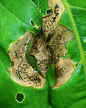 Oak Shothole Leafminer - Japanagromyza viridula Host: Oak (Quercus sp.)<br />
https://www.jungledragon.com/image/128989/unknown_leafminer_on_oak_quercus_sp.html<br />
https://www.jungledragon.com/image/128988/unknown_leafminer_on_oak_quercus_sp.html<br />
https://www.jungledragon.com/image/128990/unknown_leafminer_on_oak_quercus_sp.html<br />
https://www.jungledragon.com/image/128991/unknown_leafminer_on_oak_quercus_sp.html Geotagged,Japanagromyza viridula,Oak Shothole Leafminer,Spring,United States