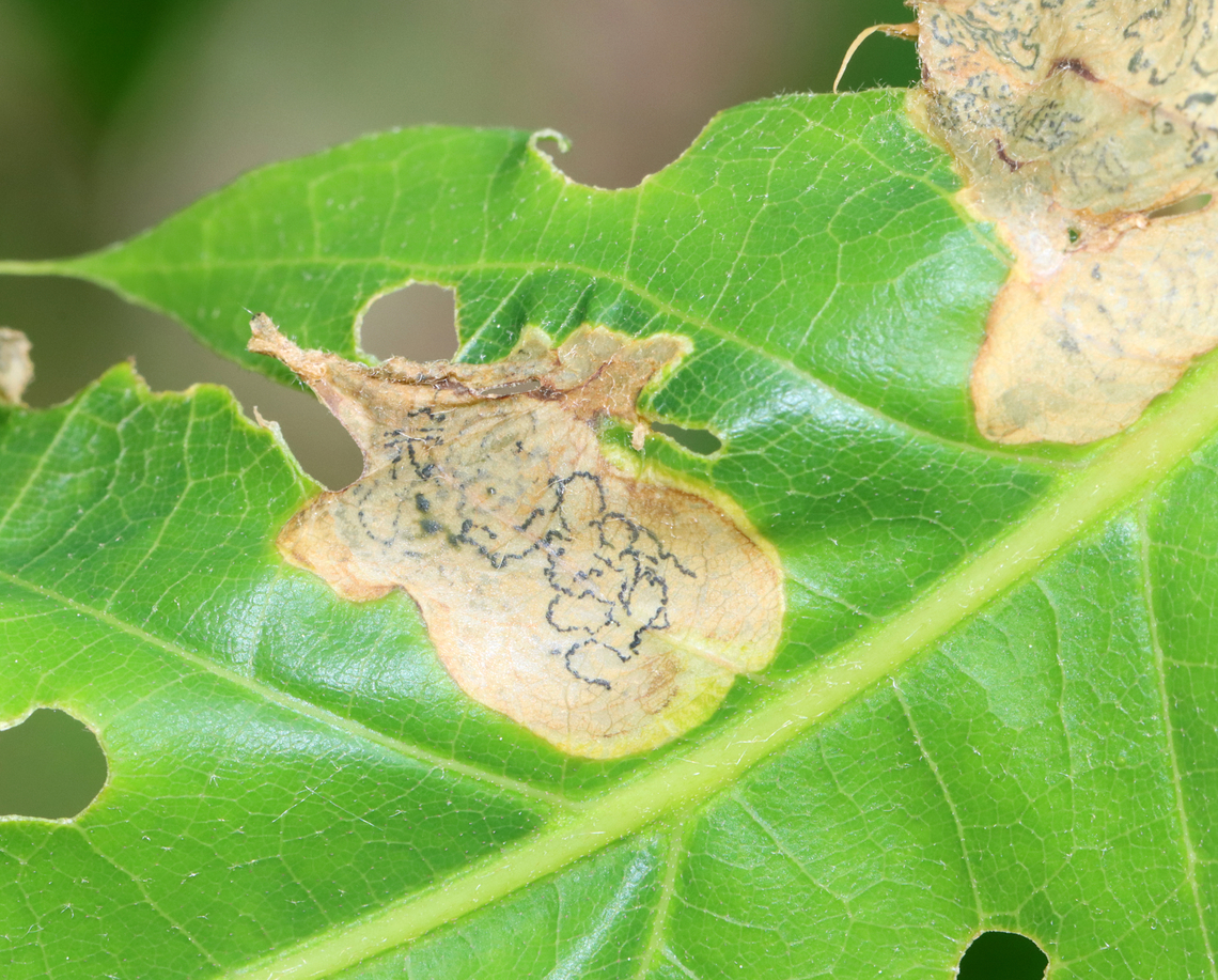 Oak Shothole Leafminer - Japanagromyza viridula Host: Oak (Quercus sp.)<br />
<figure class="photo"><a href="https://www.jungledragon.com/image/128989/oak_shothole_leafminer_-_japanagromyza_viridula.html" title="Oak Shothole Leafminer - Japanagromyza viridula"><img src="https://s3.amazonaws.com/media.jungledragon.com/images/3232/128989_thumb.jpg?AWSAccessKeyId=05GMT0V3GWVNE7GGM1R2&Expires=1763596810&Signature=dTNEb47VSyf1d9WkaKUNiQUCnIY%3D" width="200" height="156" alt="Oak Shothole Leafminer - Japanagromyza viridula Host: Oak (Quercus sp.)<br />
https://www.jungledragon.com/image/128989/unknown_leafminer_on_oak_quercus_sp.html<br />
https://www.jungledragon.com/image/128988/unknown_leafminer_on_oak_quercus_sp.html<br />
https://www.jungledragon.com/image/128990/unknown_leafminer_on_oak_quercus_sp.html<br />
https://www.jungledragon.com/image/128991/unknown_leafminer_on_oak_quercus_sp.html Geotagged,Japanagromyza viridula,Spring,United States" /></a></figure><br />
<figure class="photo"><a href="https://www.jungledragon.com/image/128988/oak_shothole_leafminer_-_japanagromyza_viridula.html" title="Oak Shothole Leafminer - Japanagromyza viridula"><img src="https://s3.amazonaws.com/media.jungledragon.com/images/3232/128988_thumb.jpg?AWSAccessKeyId=05GMT0V3GWVNE7GGM1R2&Expires=1763596810&Signature=flZIcCIz6XZKnGLuX8EAIkNqfRA%3D" width="200" height="144" alt="Oak Shothole Leafminer - Japanagromyza viridula Host: Oak (Quercus sp.)<br />
https://www.jungledragon.com/image/128989/unknown_leafminer_on_oak_quercus_sp.html<br />
https://www.jungledragon.com/image/128988/unknown_leafminer_on_oak_quercus_sp.html<br />
https://www.jungledragon.com/image/128990/unknown_leafminer_on_oak_quercus_sp.html<br />
https://www.jungledragon.com/image/128991/unknown_leafminer_on_oak_quercus_sp.html Geotagged,Japanagromyza viridula,Oak Shothole Leafminer,Quercus,Spring,United States,leaf mine,leafminer,oak" /></a></figure><br />
<figure class="photo"><a href="https://www.jungledragon.com/image/128990/oak_shothole_leafminer_-_japanagromyza_viridula.html" title="Oak Shothole Leafminer - Japanagromyza viridula"><img src="https://s3.amazonaws.com/media.jungledragon.com/images/3232/128990_thumb.jpg?AWSAccessKeyId=05GMT0V3GWVNE7GGM1R2&Expires=1763596810&Signature=uZbAmpWs7phvvDZIhb6DPcvcA38%3D" width="124" height="152" alt="Oak Shothole Leafminer - Japanagromyza viridula Host: Oak (Quercus sp.)<br />
https://www.jungledragon.com/image/128989/unknown_leafminer_on_oak_quercus_sp.html<br />
https://www.jungledragon.com/image/128988/unknown_leafminer_on_oak_quercus_sp.html<br />
https://www.jungledragon.com/image/128990/unknown_leafminer_on_oak_quercus_sp.html<br />
https://www.jungledragon.com/image/128991/unknown_leafminer_on_oak_quercus_sp.html Geotagged,Japanagromyza viridula,Oak Shothole Leafminer,Spring,United States" /></a></figure><br />
<figure class="photo"><a href="https://www.jungledragon.com/image/128991/oak_shothole_leafminer_-_japanagromyza_viridula.html" title="Oak Shothole Leafminer - Japanagromyza viridula"><img src="https://s3.amazonaws.com/media.jungledragon.com/images/3232/128991_thumb.jpg?AWSAccessKeyId=05GMT0V3GWVNE7GGM1R2&Expires=1763596810&Signature=pDKUAWIXd075nLqRjahAS96bGmU%3D" width="200" height="162" alt="Oak Shothole Leafminer - Japanagromyza viridula Host: Oak (Quercus sp.)<br />
https://www.jungledragon.com/image/128989/unknown_leafminer_on_oak_quercus_sp.html<br />
https://www.jungledragon.com/image/128988/unknown_leafminer_on_oak_quercus_sp.html<br />
https://www.jungledragon.com/image/128990/unknown_leafminer_on_oak_quercus_sp.html<br />
https://www.jungledragon.com/image/128991/unknown_leafminer_on_oak_quercus_sp.html Geotagged,Japanagromyza viridula,Oak Shothole Leafminer,Spring,United States" /></a></figure> Geotagged,Japanagromyza viridula,Oak Shothole Leafminer,Spring,United States