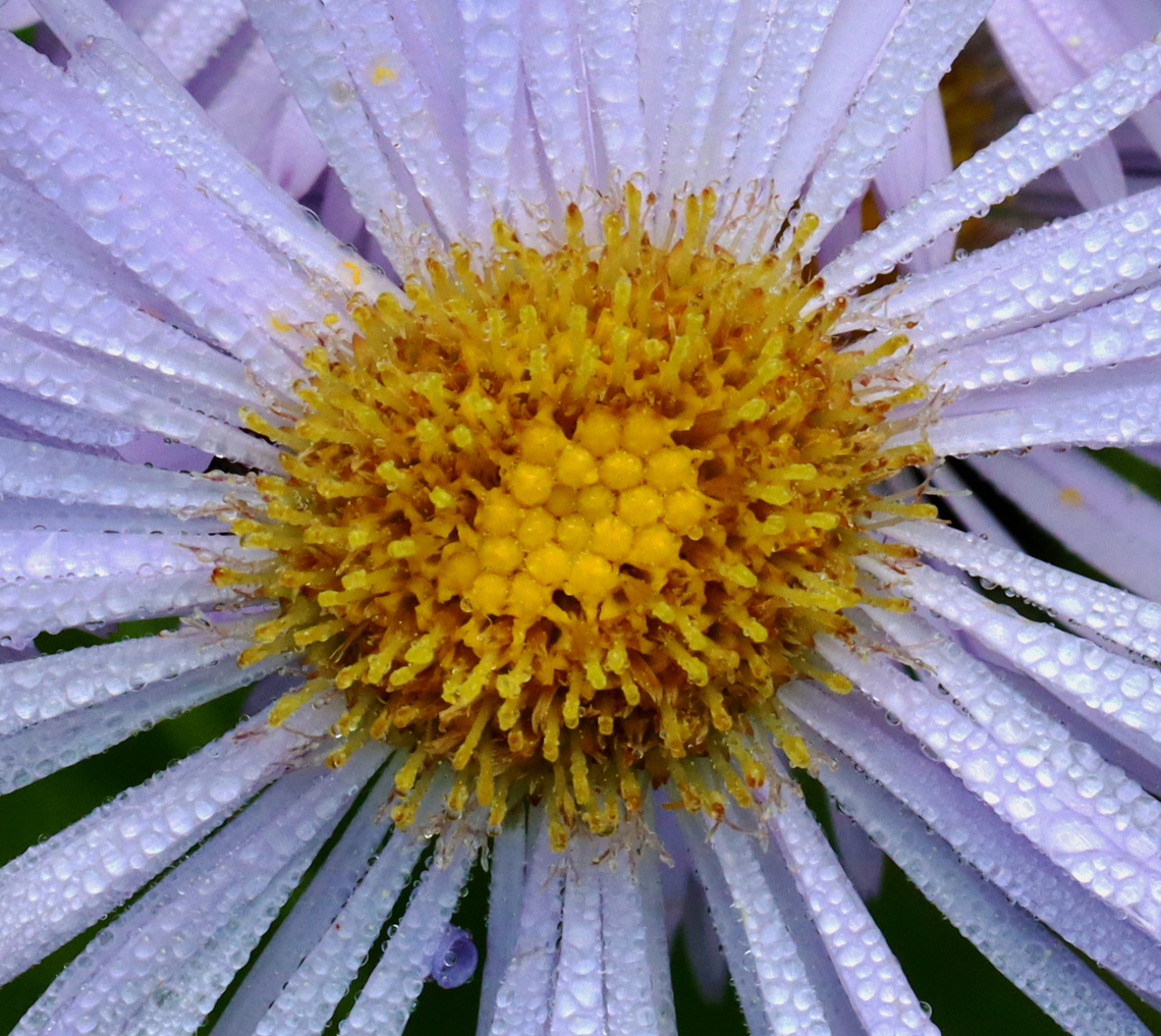 Tribe Astereae - Erigeron pulchellus or Symphyotrichum sp. Habitat: Growing beside a small pond; deciduous forest<br />
<figure class="photo"><a href="https://www.jungledragon.com/image/129036/tribe_astereae_-_erigeron_pulchellus_or_symphyotrichum_sp.html" title="Tribe Astereae - Erigeron pulchellus or Symphyotrichum sp."><img src="https://s3.amazonaws.com/media.jungledragon.com/images/3232/129036_thumb.jpg?AWSAccessKeyId=05GMT0V3GWVNE7GGM1R2&Expires=1759968010&Signature=1ei9SGusVJr9hI9CHlCpdLPv4A4%3D" width="200" height="180" alt="Tribe Astereae - Erigeron pulchellus or Symphyotrichum sp. Habitat: Growing beside a small pond; deciduous forest<br />
https://www.jungledragon.com/image/129036/tribe_astereae_-_erigeron_pulchellus_or_symphyotrichum_sp.html<br />
https://www.jungledragon.com/image/129038/tribe_astereae_-_erigeron_pulchellus_or_symphyotrichum_sp.html<br />
https://www.jungledragon.com/image/129037/tribe_astereae_-_erigeron_pulchellus_or_symphyotrichum_sp.html Geotagged,Spring,United States" /></a></figure><br />
<figure class="photo"><a href="https://www.jungledragon.com/image/129038/tribe_astereae_-_erigeron_pulchellus_or_symphyotrichum_sp.html" title="Tribe Astereae - Erigeron pulchellus or Symphyotrichum sp."><img src="https://s3.amazonaws.com/media.jungledragon.com/images/3232/129038_thumb.jpg?AWSAccessKeyId=05GMT0V3GWVNE7GGM1R2&Expires=1759968010&Signature=gVYBGEBf3tlwtEOpJRLy27vHQ64%3D" width="200" height="134" alt="Tribe Astereae - Erigeron pulchellus or Symphyotrichum sp. Habitat: Growing beside a small pond; deciduous forest<br />
https://www.jungledragon.com/image/129036/tribe_astereae_-_erigeron_pulchellus_or_symphyotrichum_sp.html<br />
https://www.jungledragon.com/image/129038/tribe_astereae_-_erigeron_pulchellus_or_symphyotrichum_sp.html<br />
https://www.jungledragon.com/image/129037/tribe_astereae_-_erigeron_pulchellus_or_symphyotrichum_sp.html Geotagged,Spring,United States" /></a></figure><br />
<figure class="photo"><a href="https://www.jungledragon.com/image/129037/tribe_astereae_-_erigeron_pulchellus_or_symphyotrichum_sp.html" title="Tribe Astereae - Erigeron pulchellus or Symphyotrichum sp."><img src="https://s3.amazonaws.com/media.jungledragon.com/images/3232/129037_thumb.jpg?AWSAccessKeyId=05GMT0V3GWVNE7GGM1R2&Expires=1759968010&Signature=NJrmg9GF%2F3hH%2FLBPwCt6VAUykTo%3D" width="200" height="156" alt="Tribe Astereae - Erigeron pulchellus or Symphyotrichum sp. Habitat: Growing beside a small pond; deciduous forest<br />
https://www.jungledragon.com/image/129036/tribe_astereae_-_erigeron_pulchellus_or_symphyotrichum_sp.html<br />
https://www.jungledragon.com/image/129038/tribe_astereae_-_erigeron_pulchellus_or_symphyotrichum_sp.html<br />
https://www.jungledragon.com/image/129037/tribe_astereae_-_erigeron_pulchellus_or_symphyotrichum_sp.html Asteraceae,Astereae,Geotagged,Spring,United States" /></a></figure> Geotagged,Spring,United States