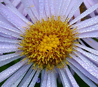 Tribe Astereae - Erigeron pulchellus or Symphyotrichum sp. Habitat: Growing beside a small pond; deciduous forest<br />
https://www.jungledragon.com/image/129036/tribe_astereae_-_erigeron_pulchellus_or_symphyotrichum_sp.html<br />
https://www.jungledragon.com/image/129038/tribe_astereae_-_erigeron_pulchellus_or_symphyotrichum_sp.html<br />
https://www.jungledragon.com/image/129037/tribe_astereae_-_erigeron_pulchellus_or_symphyotrichum_sp.html Geotagged,Spring,United States