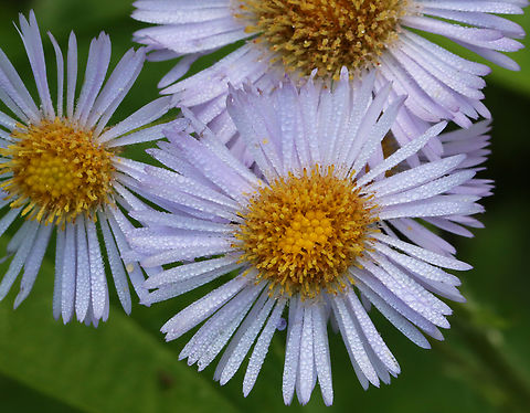 Tribe Astereae - Erigeron pulchellus or Symphyotrichum sp. Habitat: Growing beside a small pond; deciduous forest
https://www.jungledragon.com/image/129036/tribe_astereae_-_erigeron_pulchellus_or_symphyotrichum_sp.html
https://www.jungledragon.com/image/129038/tribe_astereae_-_erigeron_pulchellus_or_symphyotrichum_sp.html
https://www.jungledragon.com/image/129037/tribe_astereae_-_erigeron_pulchellus_or_symphyotrichum_sp.html Asteraceae,Astereae,Geotagged,Spring,United States