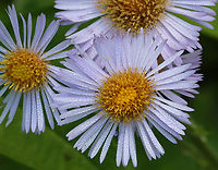 Tribe Astereae - Erigeron pulchellus or Symphyotrichum sp. Habitat: Growing beside a small pond; deciduous forest<br />
https://www.jungledragon.com/image/129036/tribe_astereae_-_erigeron_pulchellus_or_symphyotrichum_sp.html<br />
https://www.jungledragon.com/image/129038/tribe_astereae_-_erigeron_pulchellus_or_symphyotrichum_sp.html<br />
https://www.jungledragon.com/image/129037/tribe_astereae_-_erigeron_pulchellus_or_symphyotrichum_sp.html Asteraceae,Astereae,Geotagged,Spring,United States