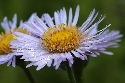 Tribe Astereae - Erigeron pulchellus or Symphyotrichum sp. Habitat: Growing beside a small pond; deciduous forest
https://www.jungledragon.com/image/129036/tribe_astereae_-_erigeron_pulchellus_or_symphyotrichum_sp.html
https://www.jungledragon.com/image/129038/tribe_astereae_-_erigeron_pulchellus_or_symphyotrichum_sp.html
https://www.jungledragon.com/image/129037/tribe_astereae_-_erigeron_pulchellus_or_symphyotrichum_sp.html Geotagged,Spring,United States