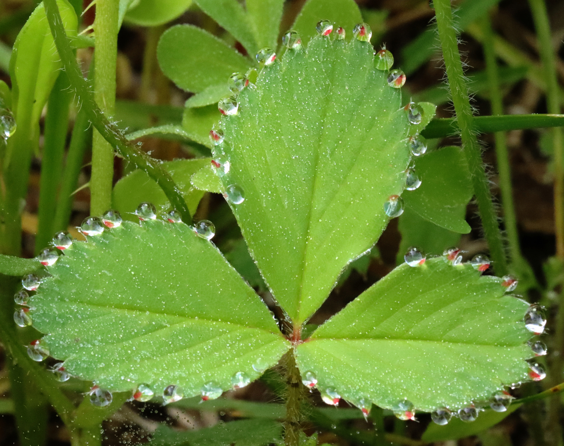 Wild Strawberry - Fragaria virginiana I thought it was really cool how the leaves had water droplets all along the edges.<br />
<br />
Habitat: Meadow/forest edge Fragaria,Fragaria virginiana,Geotagged,Spring,United States,Virginia strawberry,strawberry,wild strawberry