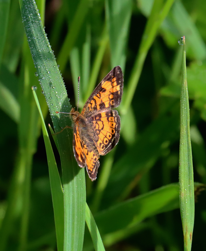 Northern Crescent - Phyciodes cocyta Pattern is quite variable. <br />
<br />
Habitat: Spotted in a meadow Butterfly,Geotagged,Northern Crescent,Nymphalidae,Phyciodes cocyta,Spring,United States,crescent,phyciodes
