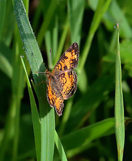Northern Crescent - Phyciodes cocyta Pattern is quite variable. 

Habitat: Spotted in a meadow Butterfly,Geotagged,Northern Crescent,Nymphalidae,Phyciodes cocyta,Spring,United States,crescent,phyciodes