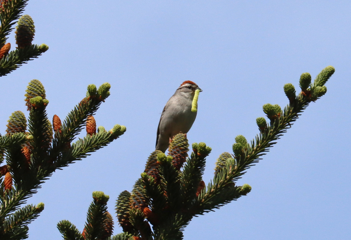 Chipping Sparrow - Spizella passerina It's impressive how seemingly easy it is for birds to find choice insects. I watched this bird for quite awhile as it brought snack after snack to its babies.<br />
<br />
Habitat: Conifer meadow<br />
 Chipping Sparrow,Geotagged,Spizella,Spizella passerina,Spring,United States,sparrow