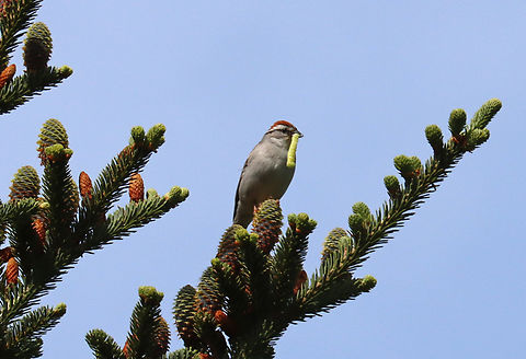 Chipping Sparrow - Spizella passerina It's impressive how seemingly easy it is for birds to find choice insects. I watched this bird for quite awhile as it brought snack after snack to its babies.

Habitat: Conifer meadow
 Chipping Sparrow,Geotagged,Spizella,Spizella passerina,Spring,United States,sparrow