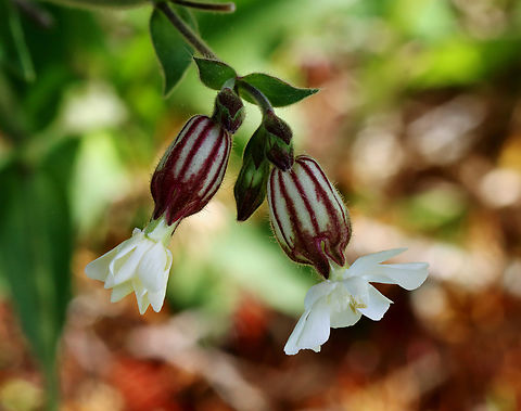 White Campion - Silene latifolia Habitat: Conifer meadow Geotagged,Silene,Silene latifolia,Spring,United States,White Campion