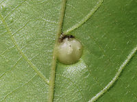 Galls - Phylloxera caryaeglobuli Host:hickory (Carya sp.) leaves<br />
<br />
https://www.jungledragon.com/image/129092/galls_-_phylloxera_caryaeglobuli.html<br />
https://www.jungledragon.com/image/129095/galls_-_phylloxera_caryaeglobuli.html<br />
https://www.jungledragon.com/image/129094/galls_-_phylloxera_caryaeglobuli.html Geotagged,Phylloxera caryaeglobuli,Spring,United States