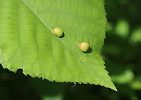 Galls - Phylloxera caryaeglobuli Host:hickory (Carya sp.) leaves<br />
https://www.jungledragon.com/image/129092/galls_-_phylloxera_caryaeglobuli.html<br />
https://www.jungledragon.com/image/129095/galls_-_phylloxera_caryaeglobuli.html<br />
https://www.jungledragon.com/image/129094/galls_-_phylloxera_caryaeglobuli.html Geotagged,Phylloxera caryaeglobuli,Spring,United States