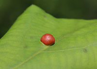 Galls - Phylloxera caryaeglobuli Host:hickory (Carya sp.) leaves<br />
https://www.jungledragon.com/image/129092/galls_-_phylloxera_caryaeglobuli.html<br />
https://www.jungledragon.com/image/129095/galls_-_phylloxera_caryaeglobuli.html<br />
https://www.jungledragon.com/image/129094/galls_-_phylloxera_caryaeglobuli.html Carya,Geotagged,Phylloxera,Phylloxera caryaeglobuli,Spring,United States,galls,hickory