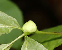 Gall - Phylloxera caryaemagna Host: Hickory (Carya sp.)<br />
https://www.jungledragon.com/image/129099/gall_-_phylloxera_caryaecaulis.html Geotagged,Phylloxera caryaemagna,Spring,United States