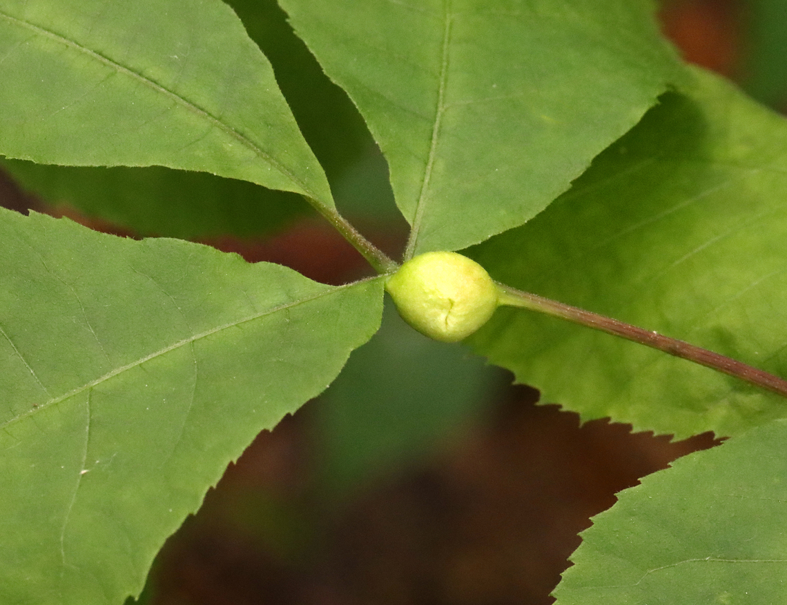 Gall - Phylloxera caryaemagna Host: Hickory (Carya sp.)<br />
<figure class="photo"><a href="https://www.jungledragon.com/image/129098/gall_-_phylloxera_caryaemagna.html" title="Gall - Phylloxera caryaemagna"><img src="https://s3.amazonaws.com/media.jungledragon.com/images/3232/129098_thumb.jpg?AWSAccessKeyId=05GMT0V3GWVNE7GGM1R2&Expires=1769040010&Signature=H02qcdtoRkEpkQagwFD1Sgu2Jfo%3D" width="200" height="162" alt="Gall - Phylloxera caryaemagna Host: Hickory (Carya sp.)<br />
https://www.jungledragon.com/image/129099/gall_-_phylloxera_caryaecaulis.html Geotagged,Phylloxera caryaemagna,Spring,United States" /></a></figure> Geotagged,Phylloxera,Phylloxera caryaemagna,Spring,United States,aphid,carya,gall,hickory