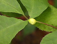 Gall - Phylloxera caryaemagna Host: Hickory (Carya sp.)<br />
https://www.jungledragon.com/image/129098/gall_-_phylloxera_caryaecaulis.html Geotagged,Phylloxera,Phylloxera caryaemagna,Spring,United States,aphid,carya,gall,hickory