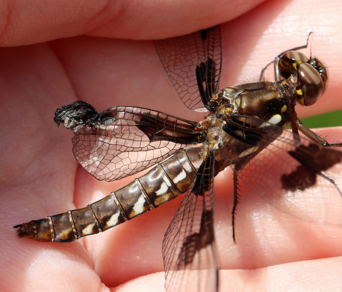 Whitetail - Plathemis lydia This dragonfly had a damaged hindwing, but seemed to not be bothered by it.<br />
<br />
Habitat: Pondside; deciduous forest Common Whitetail,Geotagged,Plathemis,Plathemis lydia,Spring,United States,dragonfly,odonata
