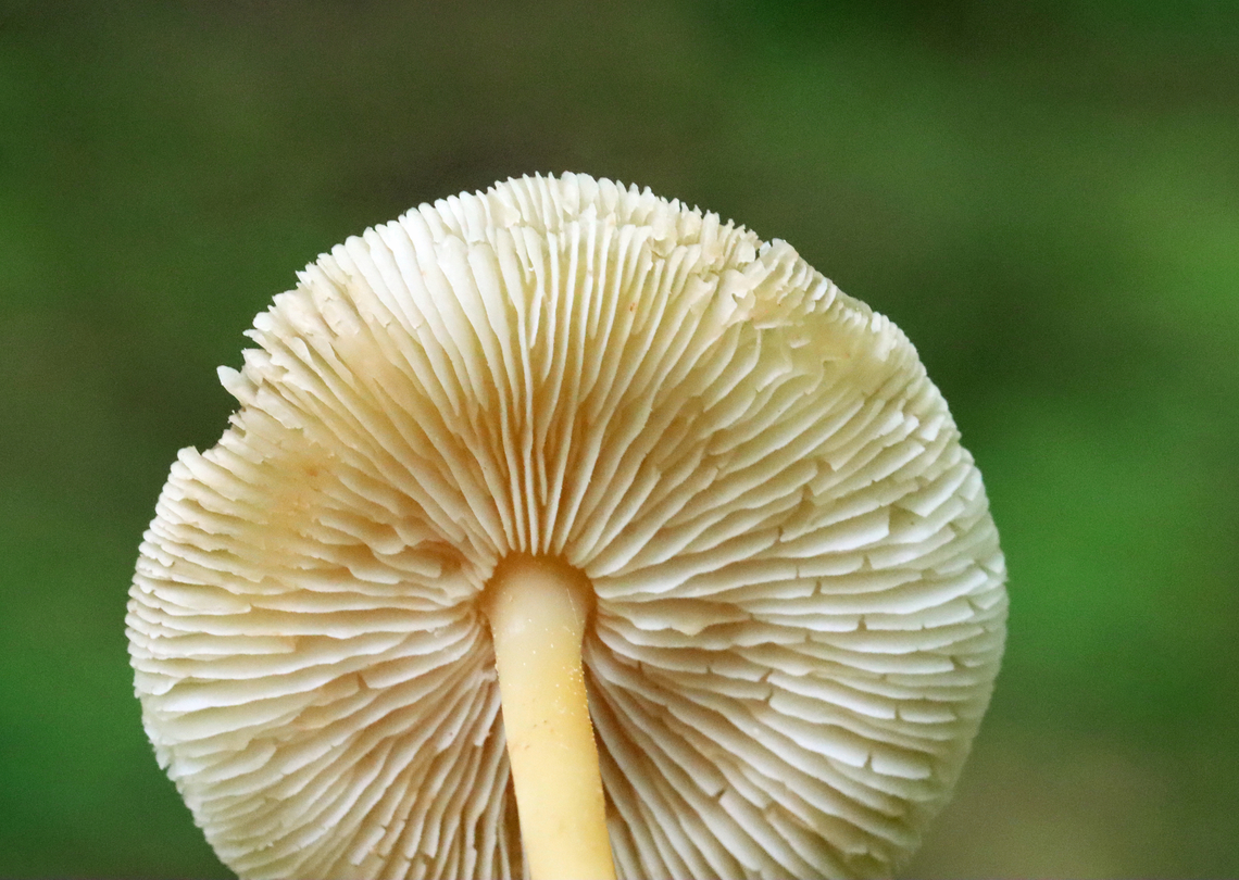 Gymnopus subsulphureus Habitat: Growing on the ground in a cluster; deciduous forest<br />
<figure class="photo"><a href="https://www.jungledragon.com/image/129101/gymnopus_subsulphureus.html" title="Gymnopus subsulphureus"><img src="https://s3.amazonaws.com/media.jungledragon.com/images/3232/129101_thumb.jpg?AWSAccessKeyId=05GMT0V3GWVNE7GGM1R2&Expires=1767225610&Signature=gjlJBeaNNIWlIoySXUyEe00RkdY%3D" width="200" height="144" alt="Gymnopus subsulphureus Habitat: Growing on the ground in a cluster; deciduous forest<br />
https://www.jungledragon.com/image/129101/gymnopus_subsulphureus.html<br />
https://www.jungledragon.com/image/129103/gymnopus_subsulphureus.html<br />
https://www.jungledragon.com/image/129102/gymnopus_subsulphureus.html Geotagged,Gymnopus subsulphureus,Spring,United States" /></a></figure><br />
<figure class="photo"><a href="https://www.jungledragon.com/image/129103/gymnopus_subsulphureus.html" title="Gymnopus subsulphureus"><img src="https://s3.amazonaws.com/media.jungledragon.com/images/3232/129103_thumb.jpg?AWSAccessKeyId=05GMT0V3GWVNE7GGM1R2&Expires=1767225610&Signature=2gSWEV00hgYZEO4XQnH3QzANzl4%3D" width="200" height="152" alt="Gymnopus subsulphureus Habitat: Growing on the ground in a cluster; deciduous forest<br />
https://www.jungledragon.com/image/129101/gymnopus_subsulphureus.html<br />
https://www.jungledragon.com/image/129103/gymnopus_subsulphureus.html<br />
https://www.jungledragon.com/image/129102/gymnopus_subsulphureus.html Geotagged,Gymnopus,Gymnopus subsulphureus,Omphalotaceae,Spring,United States,fungus,mushrooms" /></a></figure><br />
<figure class="photo"><a href="https://www.jungledragon.com/image/129102/gymnopus_subsulphureus.html" title="Gymnopus subsulphureus"><img src="https://s3.amazonaws.com/media.jungledragon.com/images/3232/129102_thumb.jpg?AWSAccessKeyId=05GMT0V3GWVNE7GGM1R2&Expires=1767225610&Signature=1CKbMWr%2BKyGXrqXqg6kUsxfyQ1c%3D" width="200" height="132" alt="Gymnopus subsulphureus Habitat: Growing on the ground in a cluster; deciduous forest<br />
https://www.jungledragon.com/image/129101/gymnopus_subsulphureus.html<br />
https://www.jungledragon.com/image/129103/gymnopus_subsulphureus.html<br />
https://www.jungledragon.com/image/129102/gymnopus_subsulphureus.html Geotagged,Gymnopus subsulphureus,Spring,United States" /></a></figure> Geotagged,Gymnopus subsulphureus,Spring,United States