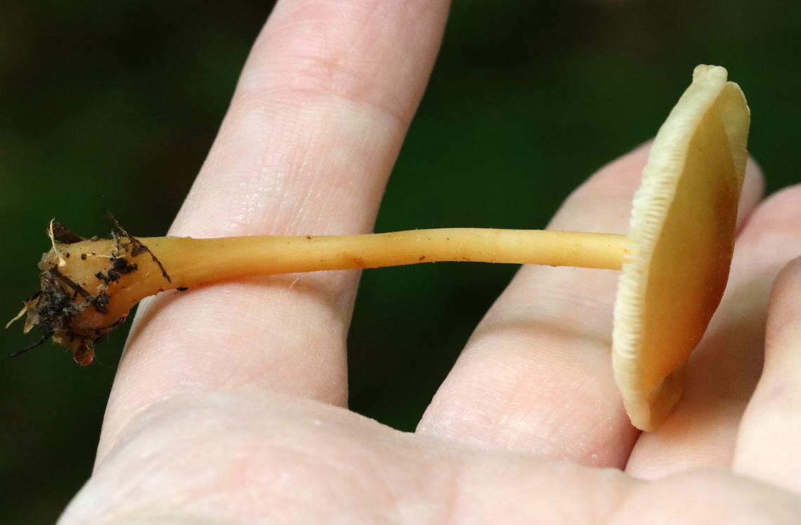 Gymnopus subsulphureus Habitat: Growing on the ground in a cluster; deciduous forest<br />
<figure class="photo"><a href="https://www.jungledragon.com/image/129101/gymnopus_subsulphureus.html" title="Gymnopus subsulphureus"><img src="https://s3.amazonaws.com/media.jungledragon.com/images/3232/129101_thumb.jpg?AWSAccessKeyId=05GMT0V3GWVNE7GGM1R2&Expires=1767225610&Signature=gjlJBeaNNIWlIoySXUyEe00RkdY%3D" width="200" height="144" alt="Gymnopus subsulphureus Habitat: Growing on the ground in a cluster; deciduous forest<br />
https://www.jungledragon.com/image/129101/gymnopus_subsulphureus.html<br />
https://www.jungledragon.com/image/129103/gymnopus_subsulphureus.html<br />
https://www.jungledragon.com/image/129102/gymnopus_subsulphureus.html Geotagged,Gymnopus subsulphureus,Spring,United States" /></a></figure><br />
<figure class="photo"><a href="https://www.jungledragon.com/image/129103/gymnopus_subsulphureus.html" title="Gymnopus subsulphureus"><img src="https://s3.amazonaws.com/media.jungledragon.com/images/3232/129103_thumb.jpg?AWSAccessKeyId=05GMT0V3GWVNE7GGM1R2&Expires=1767225610&Signature=2gSWEV00hgYZEO4XQnH3QzANzl4%3D" width="200" height="152" alt="Gymnopus subsulphureus Habitat: Growing on the ground in a cluster; deciduous forest<br />
https://www.jungledragon.com/image/129101/gymnopus_subsulphureus.html<br />
https://www.jungledragon.com/image/129103/gymnopus_subsulphureus.html<br />
https://www.jungledragon.com/image/129102/gymnopus_subsulphureus.html Geotagged,Gymnopus,Gymnopus subsulphureus,Omphalotaceae,Spring,United States,fungus,mushrooms" /></a></figure><br />
<figure class="photo"><a href="https://www.jungledragon.com/image/129102/gymnopus_subsulphureus.html" title="Gymnopus subsulphureus"><img src="https://s3.amazonaws.com/media.jungledragon.com/images/3232/129102_thumb.jpg?AWSAccessKeyId=05GMT0V3GWVNE7GGM1R2&Expires=1767225610&Signature=1CKbMWr%2BKyGXrqXqg6kUsxfyQ1c%3D" width="200" height="132" alt="Gymnopus subsulphureus Habitat: Growing on the ground in a cluster; deciduous forest<br />
https://www.jungledragon.com/image/129101/gymnopus_subsulphureus.html<br />
https://www.jungledragon.com/image/129103/gymnopus_subsulphureus.html<br />
https://www.jungledragon.com/image/129102/gymnopus_subsulphureus.html Geotagged,Gymnopus subsulphureus,Spring,United States" /></a></figure> Geotagged,Gymnopus subsulphureus,Spring,United States