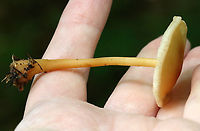 Gymnopus subsulphureus Habitat: Growing on the ground in a cluster; deciduous forest<br />
https://www.jungledragon.com/image/129101/gymnopus_subsulphureus.html<br />
https://www.jungledragon.com/image/129103/gymnopus_subsulphureus.html<br />
https://www.jungledragon.com/image/129102/gymnopus_subsulphureus.html Geotagged,Gymnopus subsulphureus,Spring,United States