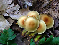 Gymnopus subsulphureus Habitat: Growing on the ground in a cluster; deciduous forest<br />
https://www.jungledragon.com/image/129101/gymnopus_subsulphureus.html<br />
https://www.jungledragon.com/image/129103/gymnopus_subsulphureus.html<br />
https://www.jungledragon.com/image/129102/gymnopus_subsulphureus.html Geotagged,Gymnopus,Gymnopus subsulphureus,Omphalotaceae,Spring,United States,fungus,mushrooms
