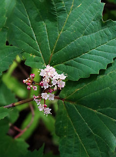 Maple-leaf Viburnum - Viburnum acerifolium Habitat: Deciduous forest Geotagged,Maple-leaf Viburnum,Spring,United States,Viburnum,Viburnum acerifolium