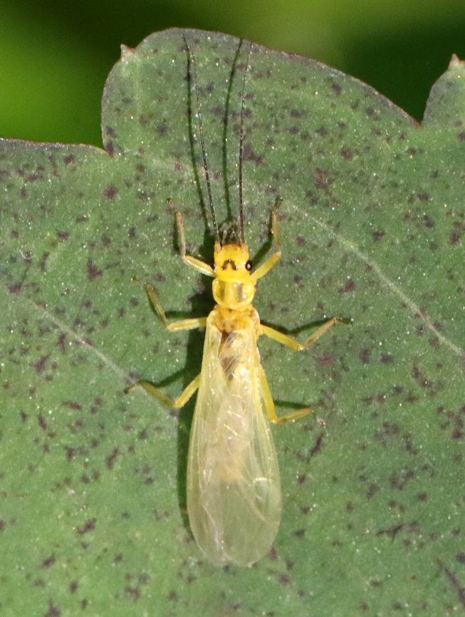 Stonefly - Order Plecoptera, Isoperla sp. Habitat: Pondside; deciduous forest Geotagged,Isoperla,Spring,United States,plecoptera,stonefly