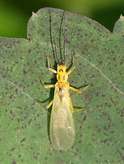 Stonefly - Order Plecoptera, Isoperla sp. Habitat: Pondside; deciduous forest Geotagged,Isoperla,Spring,United States,plecoptera,stonefly