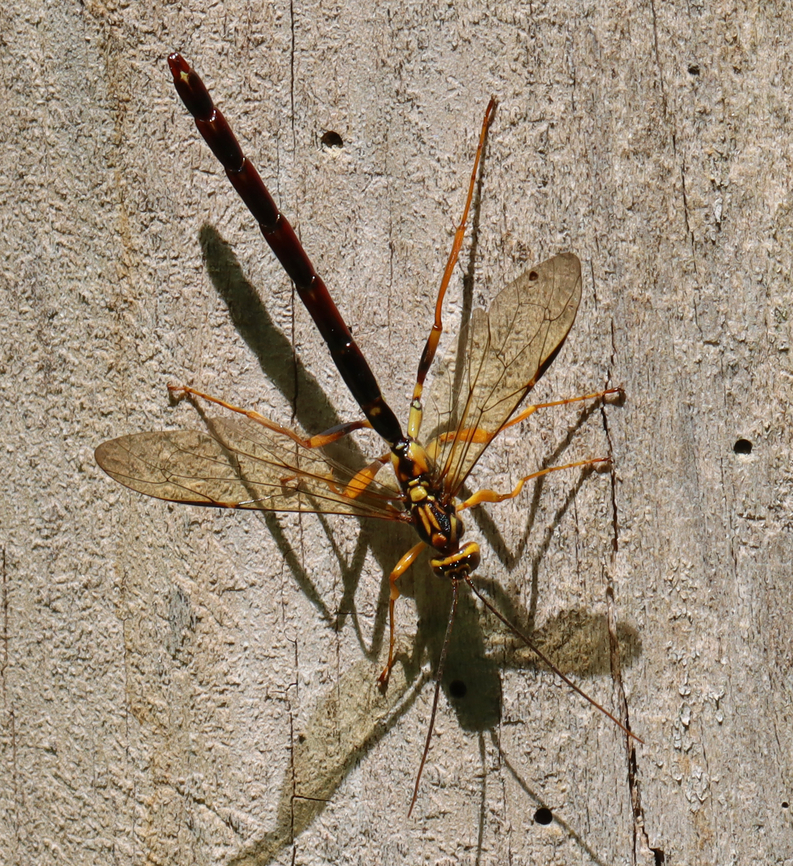 Male Wasp - Megarhyssa atrata Habitat: Inspecting old, decorticated wood that was full of beetle sign; deciduous forest Geotagged,Giant Ichneumon Wasp,Megarhyssa,Megarhyssa atrata,Spring,United States,wasp
