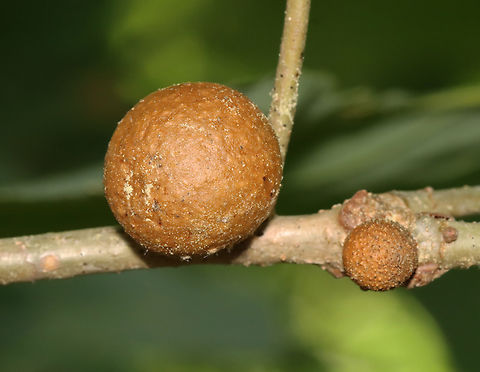 Bullet Gall - Disholcaspis quercusglobulus Host: Oak (Quercus sp.) twigs  Bullet Gall Wasp,Disholcaspis,Disholcaspis quercusglobulus,Geotagged,Spring,United States,bullet gall,gall