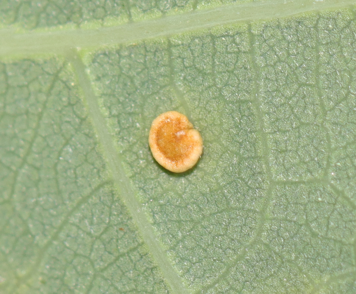 Neuroterus tantulus Galls The galls were on the underside of the leaves.<br />
<br />
Host: Quercus alba leaves<br />
<figure class="photo"><a href="https://www.jungledragon.com/image/129153/neuroterus_tantulus_galls.html" title="Neuroterus tantulus Galls"><img src="https://s3.amazonaws.com/media.jungledragon.com/images/3232/129153_thumb.jpg?AWSAccessKeyId=05GMT0V3GWVNE7GGM1R2&Expires=1763596810&Signature=FJlUbUOvWtMicNOx24E6byWC%2F6Y%3D" width="200" height="166" alt="Neuroterus tantulus Galls The galls were on the underside of the leaves.<br />
<br />
Host: Quercus alba leaves<br />
https://www.jungledragon.com/image/129153/unidentified_galls_on_oak_quercus_sp.html<br />
https://www.jungledragon.com/image/129158/unidentified_galls_on_oak_quercus_sp.html<br />
https://www.jungledragon.com/image/129157/unidentified_galls_on_oak_quercus_sp.html<br />
https://www.jungledragon.com/image/129156/unidentified_galls_on_oak_quercus_sp.html<br />
https://www.jungledragon.com/image/129155/unidentified_galls_on_oak_quercus_sp.html<br />
https://www.jungledragon.com/image/129154/unidentified_galls_on_oak_quercus_sp.html Geotagged,Neuroterus tantulus,Spring,United States" /></a></figure><br />
<figure class="photo"><a href="https://www.jungledragon.com/image/129158/neuroterus_tantulus_galls.html" title="Neuroterus tantulus Galls"><img src="https://s3.amazonaws.com/media.jungledragon.com/images/3232/129158_thumb.jpg?AWSAccessKeyId=05GMT0V3GWVNE7GGM1R2&Expires=1763596810&Signature=d4CRgyHABF%2FCTrqbNecFenSc5FM%3D" width="200" height="158" alt="Neuroterus tantulus Galls From this photo, I&#039;m guessing that the white-blobish gall is less mature than the yellowish one on the lower left and the brownish orange ones to the right. The galls were on the underside of the leaves.<br />
<br />
Host: Quercus alba leaves<br />
https://www.jungledragon.com/image/129153/unidentified_galls_on_oak_quercus_sp.html<br />
https://www.jungledragon.com/image/129158/unidentified_galls_on_oak_quercus_sp.html<br />
https://www.jungledragon.com/image/129157/unidentified_galls_on_oak_quercus_sp.html<br />
https://www.jungledragon.com/image/129156/unidentified_galls_on_oak_quercus_sp.html<br />
https://www.jungledragon.com/image/129155/unidentified_galls_on_oak_quercus_sp.html<br />
https://www.jungledragon.com/image/129154/unidentified_galls_on_oak_quercus_sp.html Geotagged,Neuroterus tantulus,Spring,United States" /></a></figure><br />
<figure class="photo"><a href="https://www.jungledragon.com/image/129157/neuroterus_tantulus_galls.html" title="Neuroterus tantulus Galls"><img src="https://s3.amazonaws.com/media.jungledragon.com/images/3232/129157_thumb.jpg?AWSAccessKeyId=05GMT0V3GWVNE7GGM1R2&Expires=1763596810&Signature=1NS1tb0KBPXSl9yCVuxknsgtGgA%3D" width="200" height="148" alt="Neuroterus tantulus Galls The galls were on the underside of the leaves.<br />
<br />
Host: Quercus alba leaves<br />
https://www.jungledragon.com/image/129153/unidentified_galls_on_oak_quercus_sp.html<br />
https://www.jungledragon.com/image/129158/unidentified_galls_on_oak_quercus_sp.html<br />
https://www.jungledragon.com/image/129157/unidentified_galls_on_oak_quercus_sp.html<br />
https://www.jungledragon.com/image/129156/unidentified_galls_on_oak_quercus_sp.html<br />
https://www.jungledragon.com/image/129155/unidentified_galls_on_oak_quercus_sp.html<br />
https://www.jungledragon.com/image/129154/unidentified_galls_on_oak_quercus_sp.html Geotagged,Neuroterus tantulus,Spring,United States" /></a></figure><br />
<figure class="photo"><a href="https://www.jungledragon.com/image/129156/neuroterus_tantulus_galls.html" title="Neuroterus tantulus Galls"><img src="https://s3.amazonaws.com/media.jungledragon.com/images/3232/129156_thumb.jpg?AWSAccessKeyId=05GMT0V3GWVNE7GGM1R2&Expires=1763596810&Signature=9zZpmCojAxMkW2YIxIAve5fz2fY%3D" width="200" height="148" alt="Neuroterus tantulus Galls This photo shows the upperside of the leaf (thus underside of the galls). The galls were on the underside of the leaves.<br />
<br />
Host: Quercus alba leaves<br />
https://www.jungledragon.com/image/129153/unidentified_galls_on_oak_quercus_sp.html<br />
https://www.jungledragon.com/image/129158/unidentified_galls_on_oak_quercus_sp.html<br />
https://www.jungledragon.com/image/129157/unidentified_galls_on_oak_quercus_sp.html<br />
https://www.jungledragon.com/image/129156/unidentified_galls_on_oak_quercus_sp.html<br />
https://www.jungledragon.com/image/129155/unidentified_galls_on_oak_quercus_sp.html<br />
https://www.jungledragon.com/image/129154/unidentified_galls_on_oak_quercus_sp.html Geotagged,Neuroterus tantulus,Spring,United States" /></a></figure><br />
<figure class="photo"><a href="https://www.jungledragon.com/image/129155/neuroterus_tantulus_galls.html" title="Neuroterus tantulus Galls"><img src="https://s3.amazonaws.com/media.jungledragon.com/images/3232/129155_thumb.jpg?AWSAccessKeyId=05GMT0V3GWVNE7GGM1R2&Expires=1763596810&Signature=1mzwVzAT1HphYFPuaJfpFmG7A3U%3D" width="200" height="146" alt="Neuroterus tantulus Galls This photo shows the upperside of the leaf (thus underside of the galls). The galls were on the underside of the leaves.<br />
<br />
Host: Quercus alba leaves<br />
https://www.jungledragon.com/image/129153/unidentified_galls_on_oak_quercus_sp.html<br />
https://www.jungledragon.com/image/129158/unidentified_galls_on_oak_quercus_sp.html<br />
https://www.jungledragon.com/image/129157/unidentified_galls_on_oak_quercus_sp.html<br />
https://www.jungledragon.com/image/129156/unidentified_galls_on_oak_quercus_sp.html<br />
https://www.jungledragon.com/image/129155/unidentified_galls_on_oak_quercus_sp.html<br />
https://www.jungledragon.com/image/129154/unidentified_galls_on_oak_quercus_sp.html Geotagged,Neuroterus tantulus,Spring,United States" /></a></figure><br />
<figure class="photo"><a href="https://www.jungledragon.com/image/129154/neuroterus_tantulus_galls.html" title="Neuroterus tantulus Galls"><img src="https://s3.amazonaws.com/media.jungledragon.com/images/3232/129154_thumb.jpg?AWSAccessKeyId=05GMT0V3GWVNE7GGM1R2&Expires=1763596810&Signature=anzHYWGVofwzzmC2KOYsq22CBjw%3D" width="200" height="150" alt="Neuroterus tantulus Galls The galls were on the underside of the leaves. <br />
<br />
Host: Quercus alba leaves<br />
https://www.jungledragon.com/image/129153/unidentified_galls_on_oak_quercus_sp.html<br />
https://www.jungledragon.com/image/129158/unidentified_galls_on_oak_quercus_sp.html<br />
https://www.jungledragon.com/image/129157/unidentified_galls_on_oak_quercus_sp.html<br />
https://www.jungledragon.com/image/129156/unidentified_galls_on_oak_quercus_sp.html<br />
https://www.jungledragon.com/image/129155/unidentified_galls_on_oak_quercus_sp.html<br />
https://www.jungledragon.com/image/129154/unidentified_galls_on_oak_quercus_sp.html Geotagged,Neuroterus tantulus,Quercus,Spring,United States,galls,oak" /></a></figure> Geotagged,Neuroterus tantulus,Spring,United States
