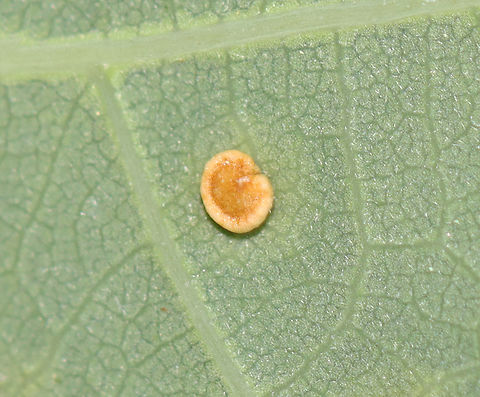 Neuroterus tantulus Galls The galls were on the underside of the leaves.

Host: Quercus alba leaves
https://www.jungledragon.com/image/129153/unidentified_galls_on_oak_quercus_sp.html
https://www.jungledragon.com/image/129158/unidentified_galls_on_oak_quercus_sp.html
https://www.jungledragon.com/image/129157/unidentified_galls_on_oak_quercus_sp.html
https://www.jungledragon.com/image/129156/unidentified_galls_on_oak_quercus_sp.html
https://www.jungledragon.com/image/129155/unidentified_galls_on_oak_quercus_sp.html
https://www.jungledragon.com/image/129154/unidentified_galls_on_oak_quercus_sp.html Geotagged,Neuroterus tantulus,Spring,United States