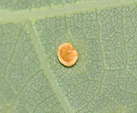 Neuroterus tantulus Galls The galls were on the underside of the leaves.<br />
<br />
Host: Quercus alba leaves<br />
https://www.jungledragon.com/image/129153/unidentified_galls_on_oak_quercus_sp.html<br />
https://www.jungledragon.com/image/129158/unidentified_galls_on_oak_quercus_sp.html<br />
https://www.jungledragon.com/image/129157/unidentified_galls_on_oak_quercus_sp.html<br />
https://www.jungledragon.com/image/129156/unidentified_galls_on_oak_quercus_sp.html<br />
https://www.jungledragon.com/image/129155/unidentified_galls_on_oak_quercus_sp.html<br />
https://www.jungledragon.com/image/129154/unidentified_galls_on_oak_quercus_sp.html Geotagged,Neuroterus tantulus,Spring,United States