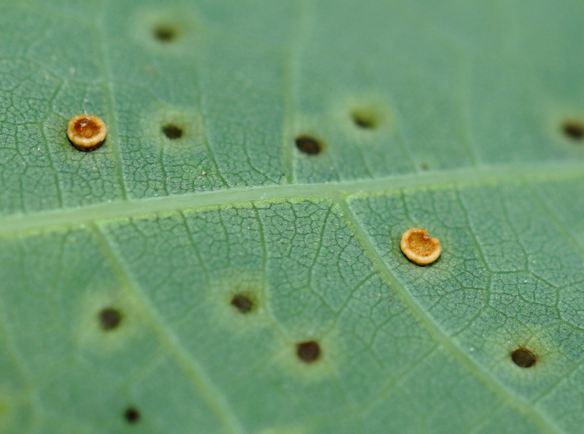 Neuroterus tantulus Galls The galls were on the underside of the leaves. <br />
<br />
Host: Quercus alba leaves<br />
<figure class="photo"><a href="https://www.jungledragon.com/image/129153/neuroterus_tantulus_galls.html" title="Neuroterus tantulus Galls"><img src="https://s3.amazonaws.com/media.jungledragon.com/images/3232/129153_thumb.jpg?AWSAccessKeyId=05GMT0V3GWVNE7GGM1R2&Expires=1769040010&Signature=v24fMFXFlAnAJUvyxnfcuwZLZXw%3D" width="200" height="166" alt="Neuroterus tantulus Galls The galls were on the underside of the leaves.<br />
<br />
Host: Quercus alba leaves<br />
https://www.jungledragon.com/image/129153/unidentified_galls_on_oak_quercus_sp.html<br />
https://www.jungledragon.com/image/129158/unidentified_galls_on_oak_quercus_sp.html<br />
https://www.jungledragon.com/image/129157/unidentified_galls_on_oak_quercus_sp.html<br />
https://www.jungledragon.com/image/129156/unidentified_galls_on_oak_quercus_sp.html<br />
https://www.jungledragon.com/image/129155/unidentified_galls_on_oak_quercus_sp.html<br />
https://www.jungledragon.com/image/129154/unidentified_galls_on_oak_quercus_sp.html Geotagged,Neuroterus tantulus,Spring,United States" /></a></figure><br />
<figure class="photo"><a href="https://www.jungledragon.com/image/129158/neuroterus_tantulus_galls.html" title="Neuroterus tantulus Galls"><img src="https://s3.amazonaws.com/media.jungledragon.com/images/3232/129158_thumb.jpg?AWSAccessKeyId=05GMT0V3GWVNE7GGM1R2&Expires=1769040010&Signature=mkYLknTC0EasZ%2B%2BJYuWExneF3hQ%3D" width="200" height="158" alt="Neuroterus tantulus Galls From this photo, I&#039;m guessing that the white-blobish gall is less mature than the yellowish one on the lower left and the brownish orange ones to the right. The galls were on the underside of the leaves.<br />
<br />
Host: Quercus alba leaves<br />
https://www.jungledragon.com/image/129153/unidentified_galls_on_oak_quercus_sp.html<br />
https://www.jungledragon.com/image/129158/unidentified_galls_on_oak_quercus_sp.html<br />
https://www.jungledragon.com/image/129157/unidentified_galls_on_oak_quercus_sp.html<br />
https://www.jungledragon.com/image/129156/unidentified_galls_on_oak_quercus_sp.html<br />
https://www.jungledragon.com/image/129155/unidentified_galls_on_oak_quercus_sp.html<br />
https://www.jungledragon.com/image/129154/unidentified_galls_on_oak_quercus_sp.html Geotagged,Neuroterus tantulus,Spring,United States" /></a></figure><br />
<figure class="photo"><a href="https://www.jungledragon.com/image/129157/neuroterus_tantulus_galls.html" title="Neuroterus tantulus Galls"><img src="https://s3.amazonaws.com/media.jungledragon.com/images/3232/129157_thumb.jpg?AWSAccessKeyId=05GMT0V3GWVNE7GGM1R2&Expires=1769040010&Signature=%2FINEagVmI3C3CanlnvKTlAhJmQI%3D" width="200" height="148" alt="Neuroterus tantulus Galls The galls were on the underside of the leaves.<br />
<br />
Host: Quercus alba leaves<br />
https://www.jungledragon.com/image/129153/unidentified_galls_on_oak_quercus_sp.html<br />
https://www.jungledragon.com/image/129158/unidentified_galls_on_oak_quercus_sp.html<br />
https://www.jungledragon.com/image/129157/unidentified_galls_on_oak_quercus_sp.html<br />
https://www.jungledragon.com/image/129156/unidentified_galls_on_oak_quercus_sp.html<br />
https://www.jungledragon.com/image/129155/unidentified_galls_on_oak_quercus_sp.html<br />
https://www.jungledragon.com/image/129154/unidentified_galls_on_oak_quercus_sp.html Geotagged,Neuroterus tantulus,Spring,United States" /></a></figure><br />
<figure class="photo"><a href="https://www.jungledragon.com/image/129156/neuroterus_tantulus_galls.html" title="Neuroterus tantulus Galls"><img src="https://s3.amazonaws.com/media.jungledragon.com/images/3232/129156_thumb.jpg?AWSAccessKeyId=05GMT0V3GWVNE7GGM1R2&Expires=1769040010&Signature=iOpvGTy9bSygxc83k6iYFNl5rA8%3D" width="200" height="148" alt="Neuroterus tantulus Galls This photo shows the upperside of the leaf (thus underside of the galls). The galls were on the underside of the leaves.<br />
<br />
Host: Quercus alba leaves<br />
https://www.jungledragon.com/image/129153/unidentified_galls_on_oak_quercus_sp.html<br />
https://www.jungledragon.com/image/129158/unidentified_galls_on_oak_quercus_sp.html<br />
https://www.jungledragon.com/image/129157/unidentified_galls_on_oak_quercus_sp.html<br />
https://www.jungledragon.com/image/129156/unidentified_galls_on_oak_quercus_sp.html<br />
https://www.jungledragon.com/image/129155/unidentified_galls_on_oak_quercus_sp.html<br />
https://www.jungledragon.com/image/129154/unidentified_galls_on_oak_quercus_sp.html Geotagged,Neuroterus tantulus,Spring,United States" /></a></figure><br />
<figure class="photo"><a href="https://www.jungledragon.com/image/129155/neuroterus_tantulus_galls.html" title="Neuroterus tantulus Galls"><img src="https://s3.amazonaws.com/media.jungledragon.com/images/3232/129155_thumb.jpg?AWSAccessKeyId=05GMT0V3GWVNE7GGM1R2&Expires=1769040010&Signature=yiLEUrKRtnQy%2BzWpUfUQzABUnRo%3D" width="200" height="146" alt="Neuroterus tantulus Galls This photo shows the upperside of the leaf (thus underside of the galls). The galls were on the underside of the leaves.<br />
<br />
Host: Quercus alba leaves<br />
https://www.jungledragon.com/image/129153/unidentified_galls_on_oak_quercus_sp.html<br />
https://www.jungledragon.com/image/129158/unidentified_galls_on_oak_quercus_sp.html<br />
https://www.jungledragon.com/image/129157/unidentified_galls_on_oak_quercus_sp.html<br />
https://www.jungledragon.com/image/129156/unidentified_galls_on_oak_quercus_sp.html<br />
https://www.jungledragon.com/image/129155/unidentified_galls_on_oak_quercus_sp.html<br />
https://www.jungledragon.com/image/129154/unidentified_galls_on_oak_quercus_sp.html Geotagged,Neuroterus tantulus,Spring,United States" /></a></figure><br />
<figure class="photo"><a href="https://www.jungledragon.com/image/129154/neuroterus_tantulus_galls.html" title="Neuroterus tantulus Galls"><img src="https://s3.amazonaws.com/media.jungledragon.com/images/3232/129154_thumb.jpg?AWSAccessKeyId=05GMT0V3GWVNE7GGM1R2&Expires=1769040010&Signature=FfAz%2FR0Ou8i0RHQ7MS08JlWOibM%3D" width="200" height="150" alt="Neuroterus tantulus Galls The galls were on the underside of the leaves. <br />
<br />
Host: Quercus alba leaves<br />
https://www.jungledragon.com/image/129153/unidentified_galls_on_oak_quercus_sp.html<br />
https://www.jungledragon.com/image/129158/unidentified_galls_on_oak_quercus_sp.html<br />
https://www.jungledragon.com/image/129157/unidentified_galls_on_oak_quercus_sp.html<br />
https://www.jungledragon.com/image/129156/unidentified_galls_on_oak_quercus_sp.html<br />
https://www.jungledragon.com/image/129155/unidentified_galls_on_oak_quercus_sp.html<br />
https://www.jungledragon.com/image/129154/unidentified_galls_on_oak_quercus_sp.html Geotagged,Neuroterus tantulus,Quercus,Spring,United States,galls,oak" /></a></figure> Geotagged,Neuroterus tantulus,Quercus,Spring,United States,galls,oak