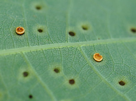 Neuroterus tantulus Galls The galls were on the underside of the leaves. 

Host: Quercus alba leaves
https://www.jungledragon.com/image/129153/unidentified_galls_on_oak_quercus_sp.html
https://www.jungledragon.com/image/129158/unidentified_galls_on_oak_quercus_sp.html
https://www.jungledragon.com/image/129157/unidentified_galls_on_oak_quercus_sp.html
https://www.jungledragon.com/image/129156/unidentified_galls_on_oak_quercus_sp.html
https://www.jungledragon.com/image/129155/unidentified_galls_on_oak_quercus_sp.html
https://www.jungledragon.com/image/129154/unidentified_galls_on_oak_quercus_sp.html Geotagged,Neuroterus tantulus,Quercus,Spring,United States,galls,oak
