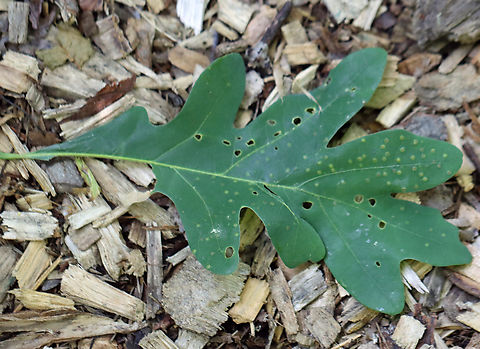 Neuroterus tantulus Galls This photo shows the upperside of the leaf (thus underside of the galls). The galls were on the underside of the leaves.

Host: Quercus alba leaves
https://www.jungledragon.com/image/129153/unidentified_galls_on_oak_quercus_sp.html
https://www.jungledragon.com/image/129158/unidentified_galls_on_oak_quercus_sp.html
https://www.jungledragon.com/image/129157/unidentified_galls_on_oak_quercus_sp.html
https://www.jungledragon.com/image/129156/unidentified_galls_on_oak_quercus_sp.html
https://www.jungledragon.com/image/129155/unidentified_galls_on_oak_quercus_sp.html
https://www.jungledragon.com/image/129154/unidentified_galls_on_oak_quercus_sp.html Geotagged,Neuroterus tantulus,Spring,United States