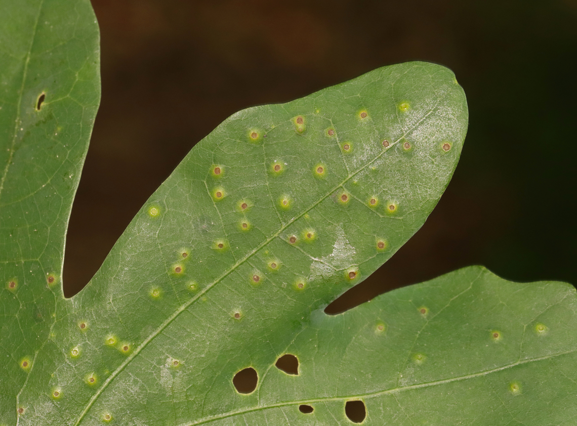 Neuroterus tantulus Galls This photo shows the upperside of the leaf (thus underside of the galls). The galls were on the underside of the leaves.<br />
<br />
Host: Quercus alba leaves<br />
<figure class="photo"><a href="https://www.jungledragon.com/image/129153/neuroterus_tantulus_galls.html" title="Neuroterus tantulus Galls"><img src="https://s3.amazonaws.com/media.jungledragon.com/images/3232/129153_thumb.jpg?AWSAccessKeyId=05GMT0V3GWVNE7GGM1R2&Expires=1759968010&Signature=5F9%2BkIMkXfyaFcIEmkq5G2ugKfY%3D" width="200" height="166" alt="Neuroterus tantulus Galls The galls were on the underside of the leaves.<br />
<br />
Host: Quercus alba leaves<br />
https://www.jungledragon.com/image/129153/unidentified_galls_on_oak_quercus_sp.html<br />
https://www.jungledragon.com/image/129158/unidentified_galls_on_oak_quercus_sp.html<br />
https://www.jungledragon.com/image/129157/unidentified_galls_on_oak_quercus_sp.html<br />
https://www.jungledragon.com/image/129156/unidentified_galls_on_oak_quercus_sp.html<br />
https://www.jungledragon.com/image/129155/unidentified_galls_on_oak_quercus_sp.html<br />
https://www.jungledragon.com/image/129154/unidentified_galls_on_oak_quercus_sp.html Geotagged,Neuroterus tantulus,Spring,United States" /></a></figure><br />
<figure class="photo"><a href="https://www.jungledragon.com/image/129158/neuroterus_tantulus_galls.html" title="Neuroterus tantulus Galls"><img src="https://s3.amazonaws.com/media.jungledragon.com/images/3232/129158_thumb.jpg?AWSAccessKeyId=05GMT0V3GWVNE7GGM1R2&Expires=1759968010&Signature=rjLZvkDNY4MSIYoEM%2B%2F0jGqjKjo%3D" width="200" height="158" alt="Neuroterus tantulus Galls From this photo, I&#039;m guessing that the white-blobish gall is less mature than the yellowish one on the lower left and the brownish orange ones to the right. The galls were on the underside of the leaves.<br />
<br />
Host: Quercus alba leaves<br />
https://www.jungledragon.com/image/129153/unidentified_galls_on_oak_quercus_sp.html<br />
https://www.jungledragon.com/image/129158/unidentified_galls_on_oak_quercus_sp.html<br />
https://www.jungledragon.com/image/129157/unidentified_galls_on_oak_quercus_sp.html<br />
https://www.jungledragon.com/image/129156/unidentified_galls_on_oak_quercus_sp.html<br />
https://www.jungledragon.com/image/129155/unidentified_galls_on_oak_quercus_sp.html<br />
https://www.jungledragon.com/image/129154/unidentified_galls_on_oak_quercus_sp.html Geotagged,Neuroterus tantulus,Spring,United States" /></a></figure><br />
<figure class="photo"><a href="https://www.jungledragon.com/image/129157/neuroterus_tantulus_galls.html" title="Neuroterus tantulus Galls"><img src="https://s3.amazonaws.com/media.jungledragon.com/images/3232/129157_thumb.jpg?AWSAccessKeyId=05GMT0V3GWVNE7GGM1R2&Expires=1759968010&Signature=L%2BQpc6%2FQy0bcGtWTfNznL%2BY8gZQ%3D" width="200" height="148" alt="Neuroterus tantulus Galls The galls were on the underside of the leaves.<br />
<br />
Host: Quercus alba leaves<br />
https://www.jungledragon.com/image/129153/unidentified_galls_on_oak_quercus_sp.html<br />
https://www.jungledragon.com/image/129158/unidentified_galls_on_oak_quercus_sp.html<br />
https://www.jungledragon.com/image/129157/unidentified_galls_on_oak_quercus_sp.html<br />
https://www.jungledragon.com/image/129156/unidentified_galls_on_oak_quercus_sp.html<br />
https://www.jungledragon.com/image/129155/unidentified_galls_on_oak_quercus_sp.html<br />
https://www.jungledragon.com/image/129154/unidentified_galls_on_oak_quercus_sp.html Geotagged,Neuroterus tantulus,Spring,United States" /></a></figure><br />
<figure class="photo"><a href="https://www.jungledragon.com/image/129156/neuroterus_tantulus_galls.html" title="Neuroterus tantulus Galls"><img src="https://s3.amazonaws.com/media.jungledragon.com/images/3232/129156_thumb.jpg?AWSAccessKeyId=05GMT0V3GWVNE7GGM1R2&Expires=1759968010&Signature=dNotkhi4f09T8zTiyNlV3OFlOYA%3D" width="200" height="148" alt="Neuroterus tantulus Galls This photo shows the upperside of the leaf (thus underside of the galls). The galls were on the underside of the leaves.<br />
<br />
Host: Quercus alba leaves<br />
https://www.jungledragon.com/image/129153/unidentified_galls_on_oak_quercus_sp.html<br />
https://www.jungledragon.com/image/129158/unidentified_galls_on_oak_quercus_sp.html<br />
https://www.jungledragon.com/image/129157/unidentified_galls_on_oak_quercus_sp.html<br />
https://www.jungledragon.com/image/129156/unidentified_galls_on_oak_quercus_sp.html<br />
https://www.jungledragon.com/image/129155/unidentified_galls_on_oak_quercus_sp.html<br />
https://www.jungledragon.com/image/129154/unidentified_galls_on_oak_quercus_sp.html Geotagged,Neuroterus tantulus,Spring,United States" /></a></figure><br />
<figure class="photo"><a href="https://www.jungledragon.com/image/129155/neuroterus_tantulus_galls.html" title="Neuroterus tantulus Galls"><img src="https://s3.amazonaws.com/media.jungledragon.com/images/3232/129155_thumb.jpg?AWSAccessKeyId=05GMT0V3GWVNE7GGM1R2&Expires=1759968010&Signature=W05SXrZIbcnXPpta%2FbzGlmB624E%3D" width="200" height="146" alt="Neuroterus tantulus Galls This photo shows the upperside of the leaf (thus underside of the galls). The galls were on the underside of the leaves.<br />
<br />
Host: Quercus alba leaves<br />
https://www.jungledragon.com/image/129153/unidentified_galls_on_oak_quercus_sp.html<br />
https://www.jungledragon.com/image/129158/unidentified_galls_on_oak_quercus_sp.html<br />
https://www.jungledragon.com/image/129157/unidentified_galls_on_oak_quercus_sp.html<br />
https://www.jungledragon.com/image/129156/unidentified_galls_on_oak_quercus_sp.html<br />
https://www.jungledragon.com/image/129155/unidentified_galls_on_oak_quercus_sp.html<br />
https://www.jungledragon.com/image/129154/unidentified_galls_on_oak_quercus_sp.html Geotagged,Neuroterus tantulus,Spring,United States" /></a></figure><br />
<figure class="photo"><a href="https://www.jungledragon.com/image/129154/neuroterus_tantulus_galls.html" title="Neuroterus tantulus Galls"><img src="https://s3.amazonaws.com/media.jungledragon.com/images/3232/129154_thumb.jpg?AWSAccessKeyId=05GMT0V3GWVNE7GGM1R2&Expires=1759968010&Signature=Y9lJ9Bzg8cC35%2BGJ7j1eCYo0mwM%3D" width="200" height="150" alt="Neuroterus tantulus Galls The galls were on the underside of the leaves. <br />
<br />
Host: Quercus alba leaves<br />
https://www.jungledragon.com/image/129153/unidentified_galls_on_oak_quercus_sp.html<br />
https://www.jungledragon.com/image/129158/unidentified_galls_on_oak_quercus_sp.html<br />
https://www.jungledragon.com/image/129157/unidentified_galls_on_oak_quercus_sp.html<br />
https://www.jungledragon.com/image/129156/unidentified_galls_on_oak_quercus_sp.html<br />
https://www.jungledragon.com/image/129155/unidentified_galls_on_oak_quercus_sp.html<br />
https://www.jungledragon.com/image/129154/unidentified_galls_on_oak_quercus_sp.html Geotagged,Neuroterus tantulus,Quercus,Spring,United States,galls,oak" /></a></figure> Geotagged,Neuroterus tantulus,Spring,United States